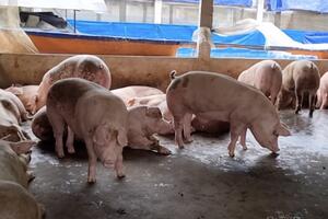 Giá heo hơi hôm nay 12/12/2024: Tiếp đà tăng giá, nhiều tỉnh miền Bắc thiết lập bảng giá mới