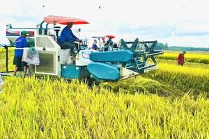 Giá lúa gạo hôm nay ngày 18/12: Gạo các loại giảm, lúa tươi cao