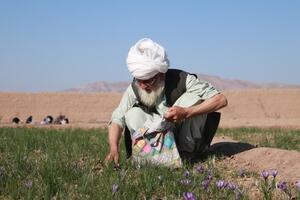 Trồng hoa nghệ tây giúp người Afghanistan cải thiện thu nhập