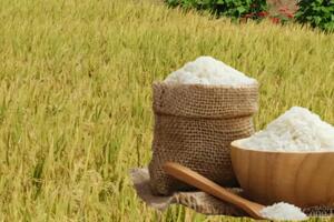 Giá lúa gạo hôm nay ngày 24/12: Gạo tiếp đà giảm nhẹ, lúa có xu hướng quay đầu