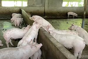 Giá heo hơi hôm nay 25/12/2024: Miền Bắc đứng giá sau nhiều ngày tăng