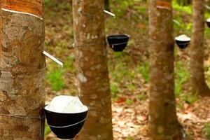 Xuất khẩu cao su sang thị trường Trung Quốc giảm lượng, tăng chất