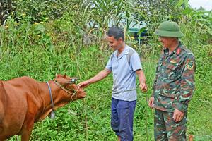 Bò giống của Chi nhánh 716 (Binh đoàn 15) giúp người dân vùng biên thoát nghèo bền vững