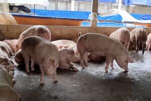 Giá heo hơi hôm nay 21/1/2025: Tiếp tục đứng giá