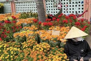Bà Rịa-Vũng Tàu: Rộn ràng từ làng hoa đến chợ hoa Tết