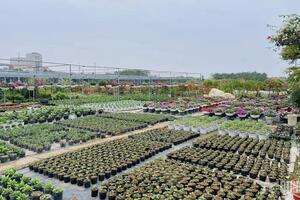 Hoa Tết đắt hàng, nông dân Tích Giang phấn khởi