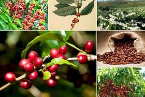 Bản tin nông sản hôm nay (17-2): Giá cà phê duy trì ở mức cao, giá hồ tiêu đi ngang