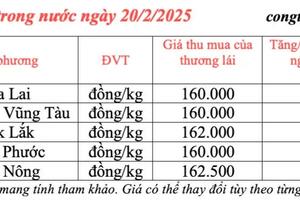 Giá tiêu hôm nay 20/2/2025, trong nước ổn định ở mức cao