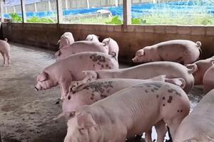 Giá heo hơi hôm nay 20/2/2025: Lập đỉnh mới 75.000 đồng/kg