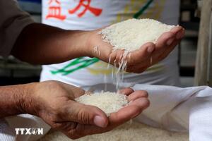 Bản tin nông sản hôm nay (26-2): Cà phê, hồ tiêu giảm mạnh