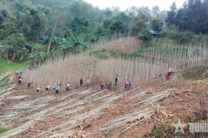 Niêm Tòng - Mùa sắn ấm no