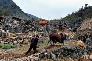 Hà Giang: Mùa gieo mầm xanh trên đá xám
