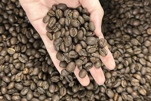 Bản tin nông sản hôm nay (7-3): Giá cà phê giảm mạnh