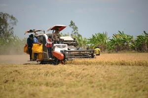 Ứng phó với biến động của thị trường lúa gạo