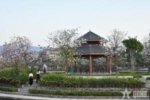 Điện Biên: Hoa ban khoe sắc trước thềm lễ hội