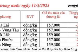 Giá tiêu hôm nay 11/3/2025, trong nước giảm mạnh