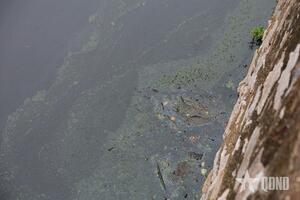 Ô nhiễm kéo dài tại hồ Kim Liên