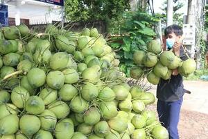 Giá dừa tăng phi mã, xuất khẩu có chịu ảnh hưởng?