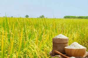 Giá lúa gạo hôm nay ngày 24/3: Gạo đảo chiều giảm