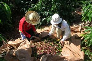 Đắk Nông thúc đẩy xuất khẩu sản phẩm thế mạnh