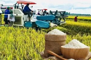 Giá lúa gạo hôm nay ngày 31/3: Gạo tăng, lúa chững giá