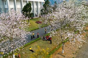 Thành phố Lai Châu rực rỡ hoa ban