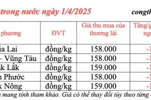 Giá tiêu hôm nay 1/4/2025, thị trường lại giảm