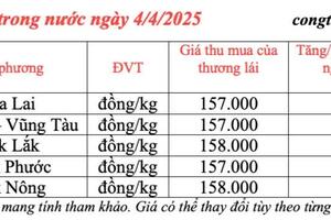 Giá tiêu hôm nay 4/4/2025, thị trường duy trì ổn định
