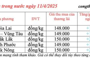 Giá tiêu hôm nay 11/4/2025, thị trường biến động tăng