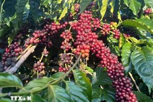 Bản tin nông sản hôm nay (15-4): Hồ tiêu, cà phê ổn định