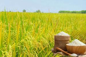 Giá lúa gạo hôm nay ngày 16/4: Gạo xuất khẩu giảm nhẹ