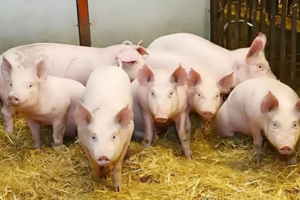 Giá heo hơi hôm nay 18/4/2025: Cao nhất 75.000 đồng/kg