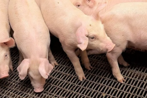 Giá heo hơi hôm nay 21/4/2025: Miền Trung giảm mạnh