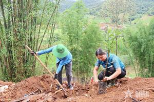 Điện Biên: Hỗ trợ người dân trồng 1.000 cây mắc ca