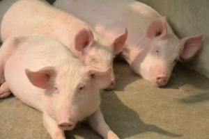 Giá heo hơi hôm nay 13/5/2025: Miền Bắc quay đầu tăng nhẹ