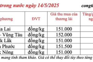 Giá tiêu hôm nay 14/5/2025, xu hướng thị trường ổn định