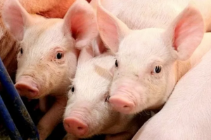 Giá heo hơi hôm nay 14/5/2025: Miền Nam giữ đà tăng nhẹ