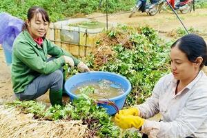 Cây dược liệu ‘chữa nghèo’ cho bà con dân tộc thiểu số