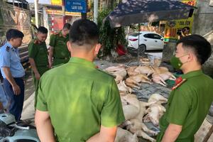 Quản lý thị trường Vĩnh Phúc tiêu hủy gần 800kg thịt lợn bẩn