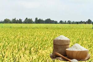 Giá lúa gạo hôm nay ngày 15/5: Lúa tươi quay đầu tăng