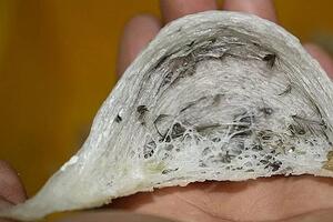 Xuất khẩu tổ yến thêm đối thủ cạnh tranh tại Trung Quốc