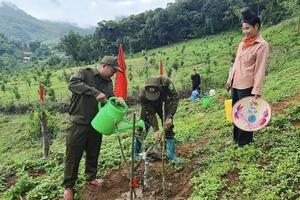 Điện Biên ra quân trồng mắc ca, hướng tới phát triển bền vững