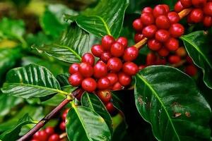 Bản tin nông sản hôm nay (19-5): Giá cà phê, hồ tiêu đi ngang