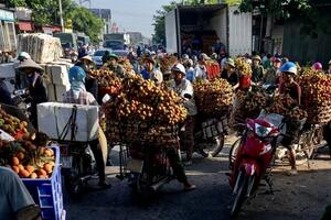 Hải Dương sắp tổ chức hội nghị xúc tiến vải thiều