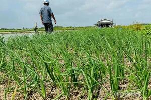 Sóc Trăng: Hành tím hữu cơ mở hướng mới cho nông dân Vĩnh Châu