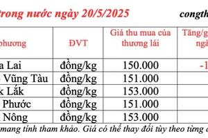 Giá tiêu hôm nay 20/5/2025: trong nước Gia Lai giảm 1.000 đồng/kg