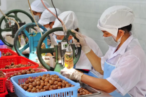 Lan toả thương hiệu mắc ca Di Linh