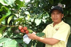 Nhiều nông dân Sóc Trăng 'đổi đời' từ cây mận OCOP