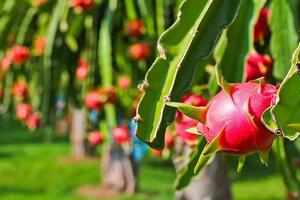 Đưa xuất khẩu rau quả trở lại đường đua