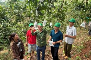 Nông dân Yên Châu nâng tầm trái xoài xuất khẩu